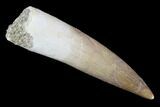 Fossil Plesiosaur (Zarafasaura) Tooth - Morocco #91291-1
